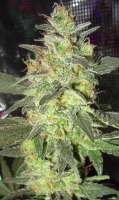 VIP Seeds Taison - ein Foto von DelicateSounds