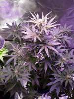 Victory Seeds Auto Super Extra Skunk - ein Foto von papaseed211