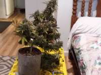 Victory Seeds Chocodope - ein Foto von Grower211