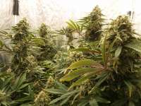 Bild von Grower211 (Chocodope)