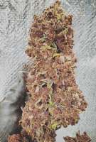 Viking Gardens Wild Berry Zkittlez AutoFlower - ein Foto von Realthor89