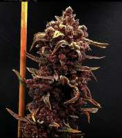 Viking Gardens Wild Berry Zkittlez AutoFlower - ein Foto von Realthor89