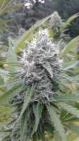 Virgin Seeds White Satin - ein Foto von virgin