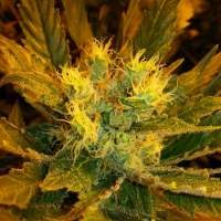 Bild von drogenbeauftragter (Jack Herer)