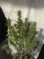 Bild von Razztabreath (Lambs Breath x AK-49)