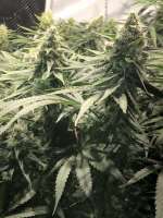 Vision Seeds Russian Snow - ein Foto von FlipHasjkip