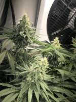 Vision Seeds Russian Snow - ein Foto von FlipHasjkip