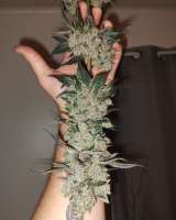 White Clouds Genetics Goblin Mode - ein Foto von WhiteCloudsDan