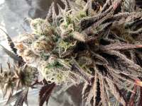 White Clouds Genetics Winter Storm - ein Foto von WhiteCloudsDan