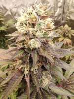 White Clouds Genetics Zombie Storm - ein Foto von WhiteCloudsDan