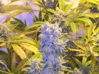 Bild von papacannabis (Northern Lights)