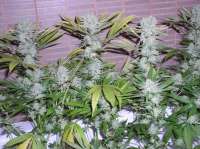 Bild von papacannabis (Northern Lights)