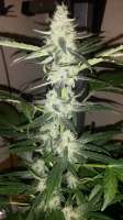 Bild von SirSuperSkunk (Super Skunk Automatic)