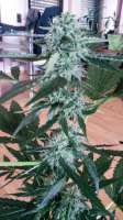 Bild von SirSuperSkunk (Super Skunk Automatic)