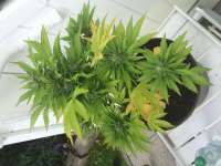 Bild von dieselhaze (White Diesel Haze Automatic)