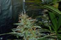 Bild von Luffelz (White Diesel Haze Automatic)