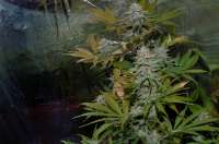 Bild von Luffelz (White Diesel Haze Automatic)