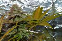 Bild von Luffelz (White Diesel Haze Automatic)