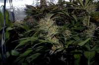 Bild von Luffelz (White Diesel Haze Automatic)