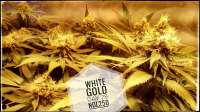 White Label White Gold - ein Foto von crisegal