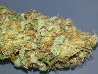 Bild von KushIsGood [White Ice]