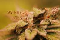 White Label White Ice - ein Foto von hankpankwank