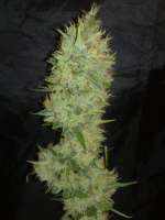 Bild von Kuolema (White Label Jack Herer)