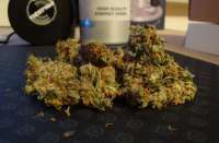 Bild von SuperSkunkLover (White Widow)