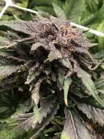 White Woods Genetics Sky Kush - ein Foto von TEGGERS