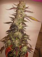 Bild von roosley (Afgan Kush Special)