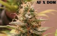 Bild von admin (Afgan Kush x Black Domina)