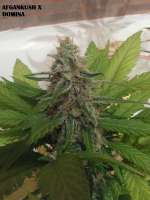 Bild von admin (Afgan Kush x Black Domina)