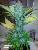 Bild von admin (Afgan Kush x Black Domina)