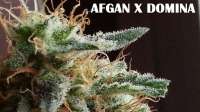 Bild von admin (Afgan Kush x Black Domina)