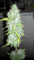 Bild von admin (Afgan Kush x Skunk)