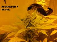 Bild von admin (Afgan Kush x Skunk)