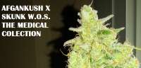 Bild von admin (Afgan Kush x Skunk)