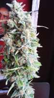 Bild von admin (Afgan Kush x Skunk)