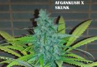 Bild von admin (Afgan Kush x Skunk)