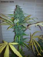 Bild von admin (Afgan Kush x Skunk)