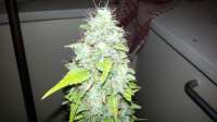 Bild von admin (Afgan Kush x Skunk)