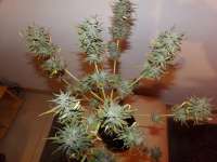 World of Seeds Bank Domina Star - ein Foto von hemp47