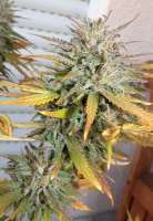 World of Seeds Bank Domina Star - ein Foto von hemp47