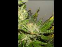 World of Seeds Bank Domina Star - ein Foto von DoctorG