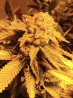 World of Seeds Bank Skunk 47 - ein Foto von Bpagent86