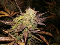 Zambeza Blueberry Automatic - ein Foto von FarmerWhiskers