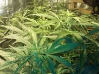 Bild von FarmerWhiskers (Jack the Ripper Autoflowering)