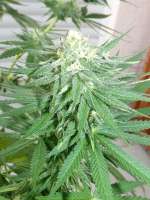 Bild von hemp47 (White Widow)