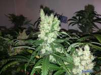 Bild von elVato (Diesel Haze)