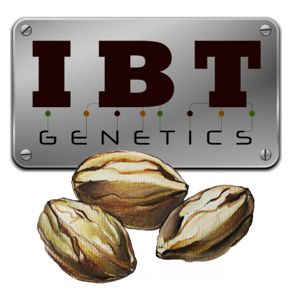 IBT Genetics Seeds